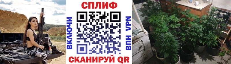 Марихуана семена  hydra ССЫЛКА  Лесной 